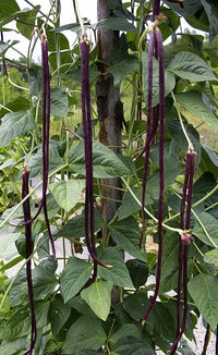 Chinese bean vigna unguiculata samen für aussaat