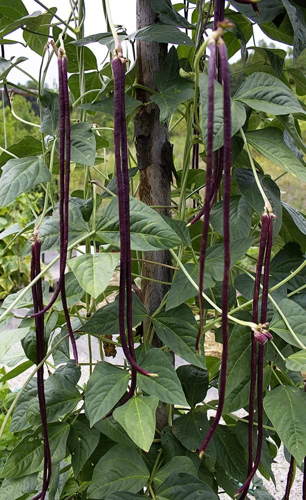 Chinese bean vigna unguiculata samen für aussaat