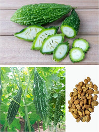 Chinese bitter gourd vines wachsend on trellis in garten