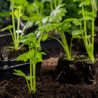 Chinese celery pflanzen wachsend in kraut garten gemüse patch