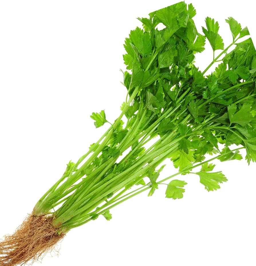 Apium graveolens chinese celery samen für aussaat in kraut garten and gemüse patch