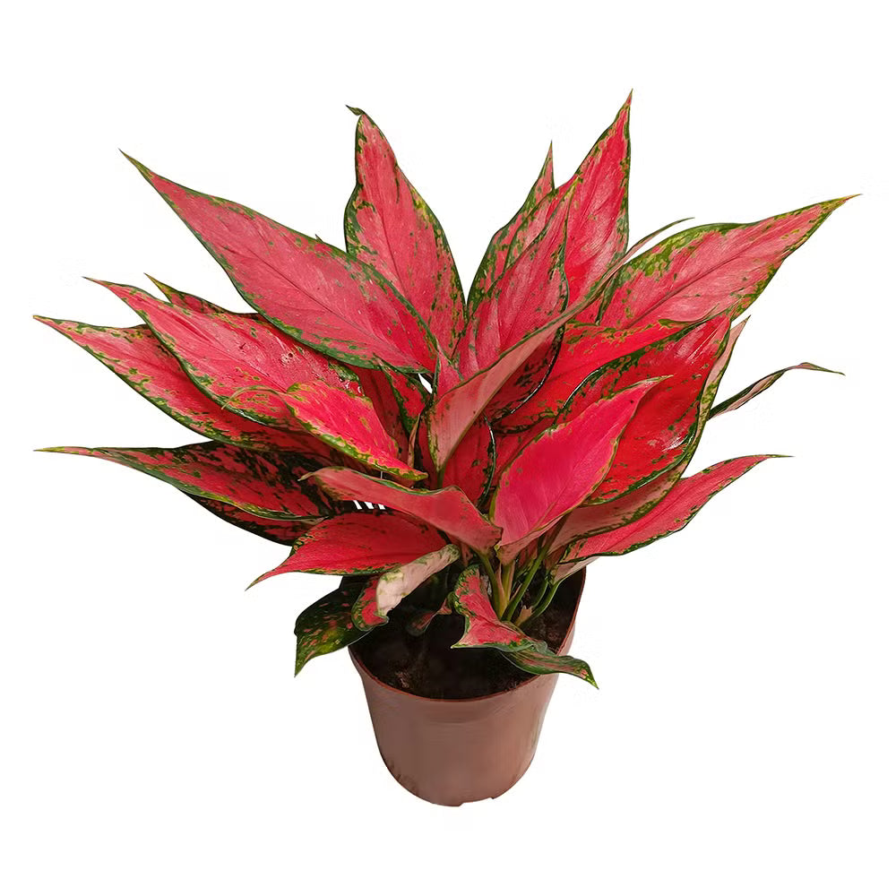 Chinese evergreen rosa mix thriving innen