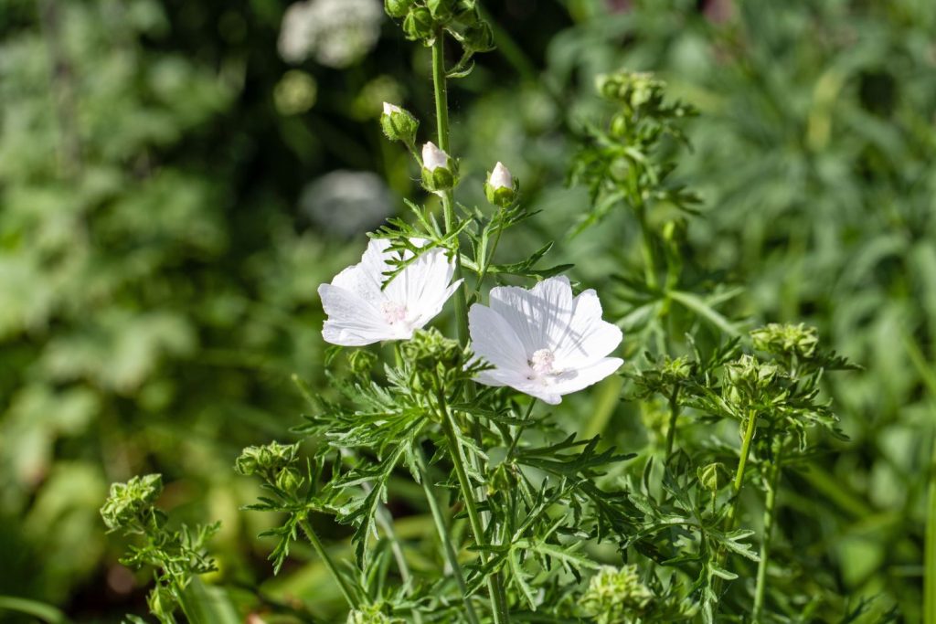 Frilly essbar leaves of Chinese Mallow Kraut in Garten