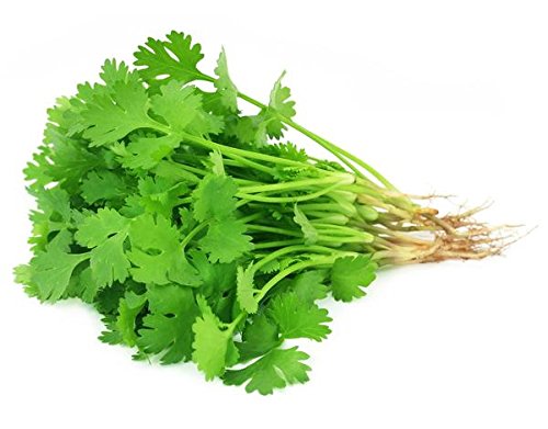 Chinese Parsley cilantro Kraut Samen