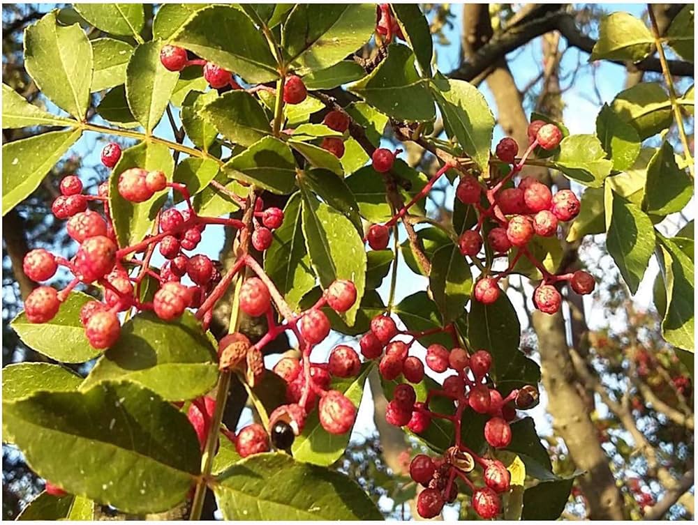 Chinese pepper samen für aussaat zanthoxylum simulans variety