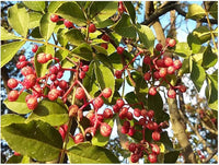 Chinese pepper samen für aussaat zanthoxylum simulans variety