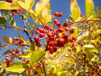 Chinese pepper pflanze wachsend in an edible backyard garten