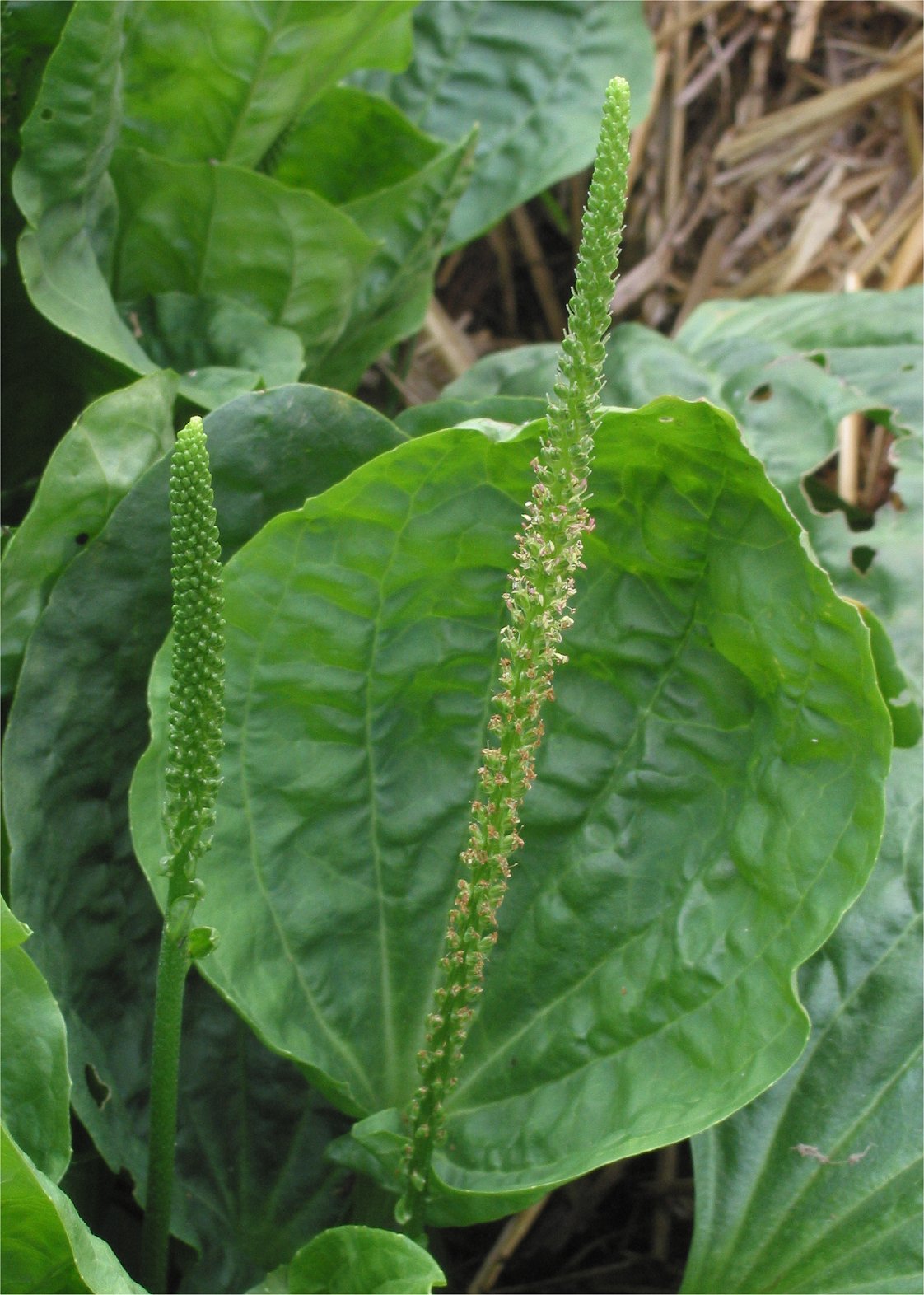 Chinese Plantain Kraut with greenish Blume spikes