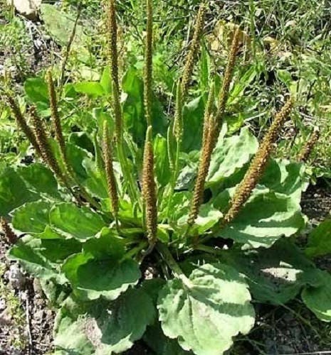 Chinese Plantain Pflanze with green leaves and Blume spikes in Garten