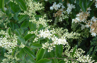 Ligustrum Blumensamen zur Aussaat – Anzucht – Traditionssorte & ohne Gentechnik Samen Hausgarten