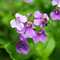 Violett Stein Cress Blumensamen zur Aussaat leuchtend Blüten Traditionssorte & ohne Gentechnik Samen Hausgarten
