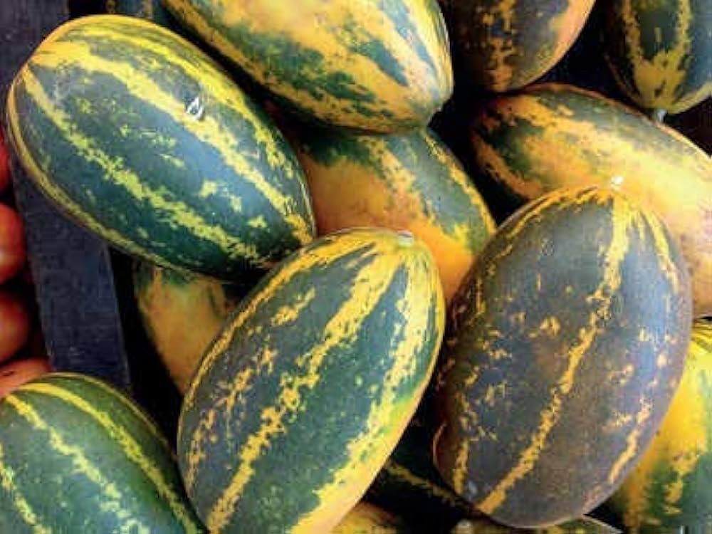 Chinese gelbe cucumber fruits traditionelle cucumber samen
