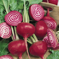 Harvest-ready chioggia beets aus samen