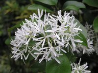 Chionanthus retusus tree samen anpflanzung and wachsend guide