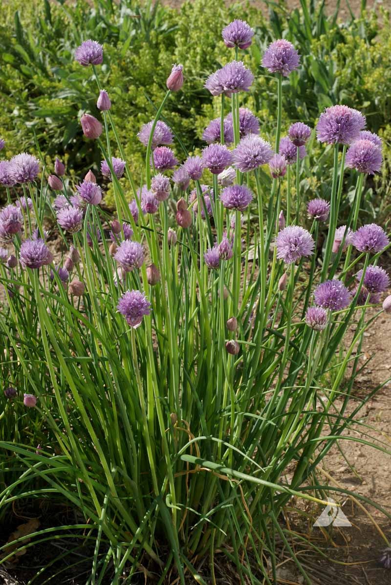 Chive Seedlings Emerging from Soil in Samen Tray