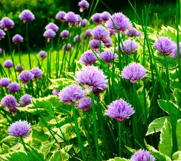Chive Samen – Allium schoenoprasum gentechnikfrei Perennial Kraut Variety