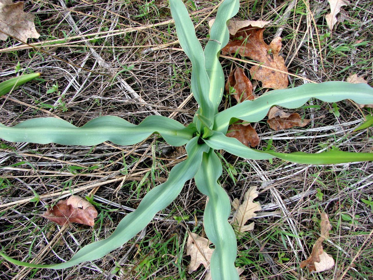 Chlorogalum pomeridianum California Soaproot Kraut Anbau in full sun