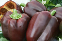 Chocolate Pepper Samen für einfache Aussaat