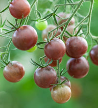 Aussaat guide für chocolate brown tomato samen