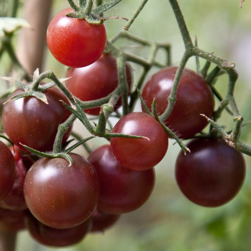Chocolate brown tomato samen für aussaat
