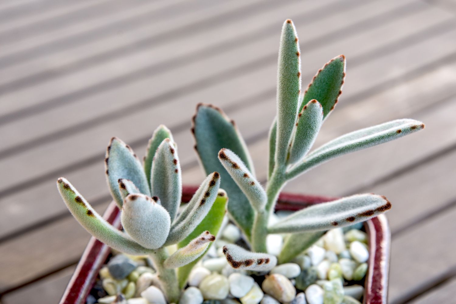 Chocolate Succulent Blumensamen ideal Rabatten Traditionssorte & ohne Gentechnik Samen Hausgarten