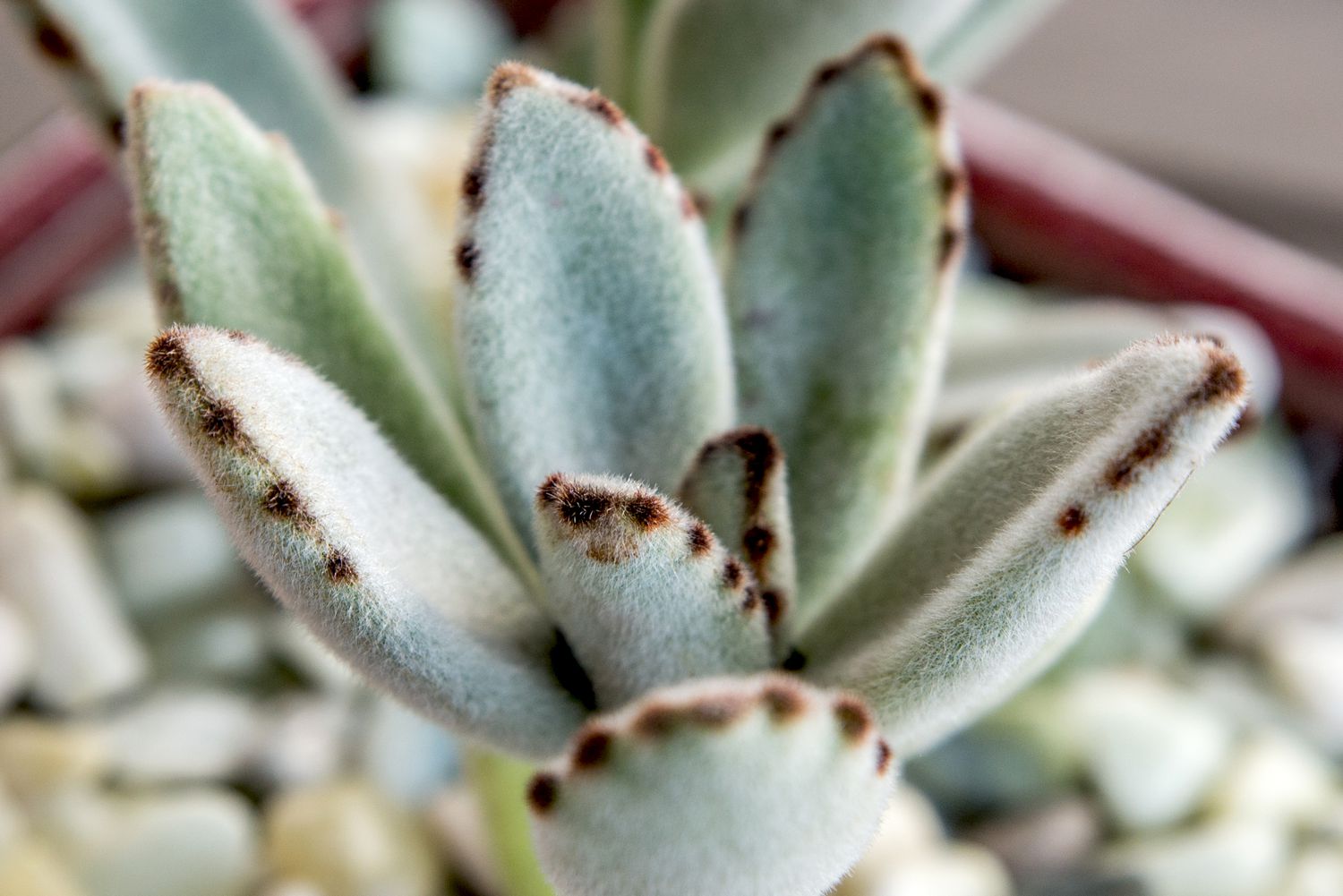 Chocolate Succulent Blumensamen ideal Rabatten Traditionssorte & ohne Gentechnik Samen Hausgarten
