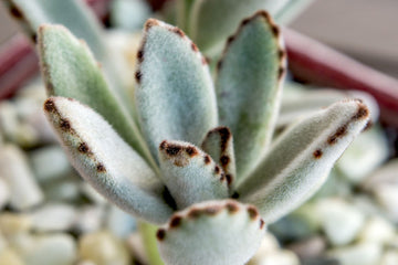 Chocolate Succulent Blumensamen ideal Rabatten Traditionssorte & ohne Gentechnik Samen Hausgarten