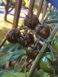 Aussaat guide für chocolate tomato samen