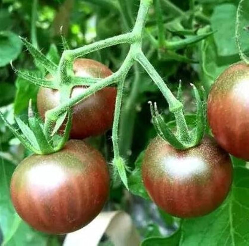 Chocolate tomato samen für aussaat