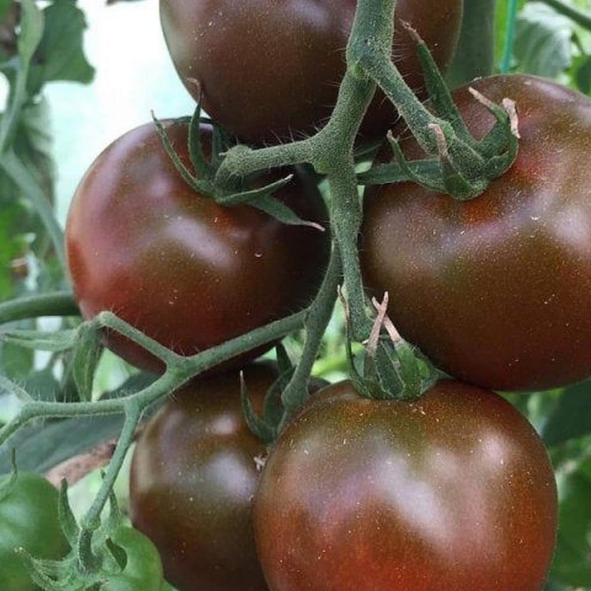 Chocolate tomato samen für aussaat