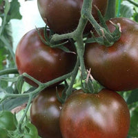Chocolate tomato samen für aussaat