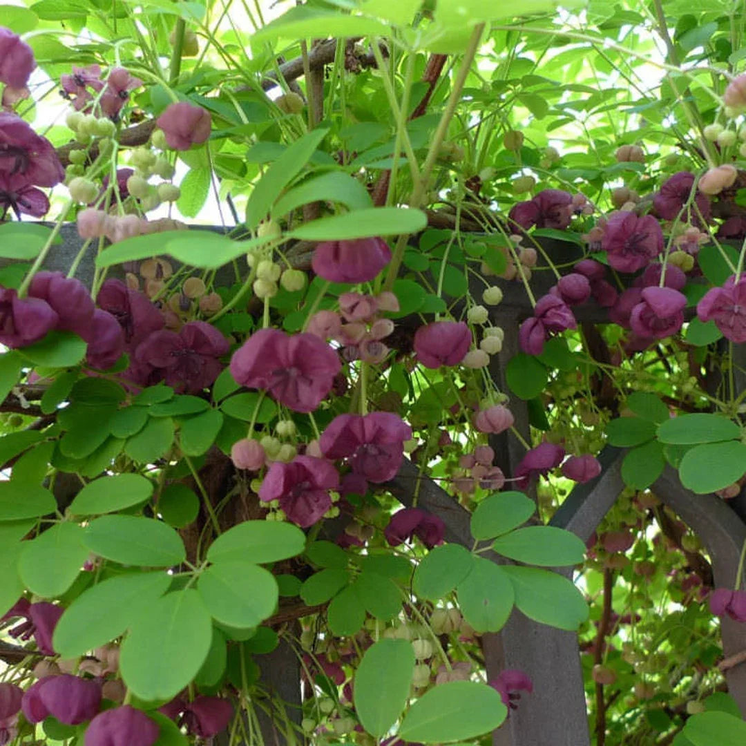 Chocolate vine akebia quinata climbing on trellis