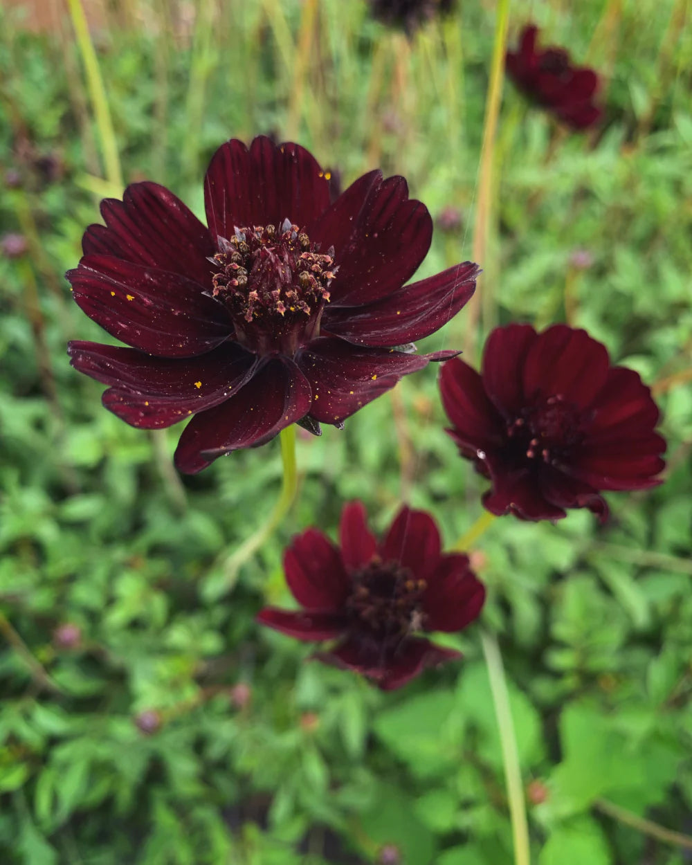 Chocolate Waldrebe Blumensamen zur Aussaat – leuchtend Blüten – Traditionssorte & ohne Gentechnik Samen Hausgarten