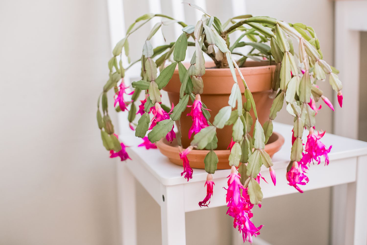 Traditionssorte Balcony Potted Weihnachtskaktus Samen Blumensamen zur Aussaat lang Blüte Saison Traditionssorte & ohne Gentechnik Samen Hausgarten