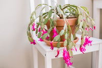 Traditionssorte Balcony Potted Weihnachtskaktus Samen Blumensamen zur Aussaat lang Blüte Saison Traditionssorte & ohne Gentechnik Samen Hausgarten