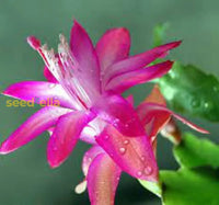 Christmas cactus dark rosa blume samen