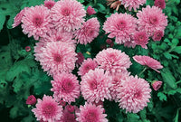 Chrysantheme Blumensamen zur Aussaat duftend Blüten Traditionssorte & ohne Gentechnik Samen Hausgarten