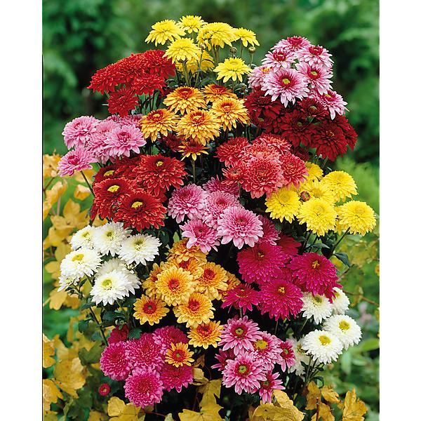 tief Rosa Chrysantheme Blumensamen zur Aussaat – Bestäuber freundlich – Traditionssorte & ohne Gentechnik Samen Hausgarten