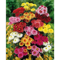 tief Rosa Chrysantheme Blumensamen zur Aussaat – Bestäuber freundlich – Traditionssorte & ohne Gentechnik Samen Hausgarten