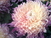 Chrysantheme Rosa Gelb Blumensamen zur Aussaat – kompakt Wuchs – Traditionssorte & ohne Gentechnik Samen Hausgarten