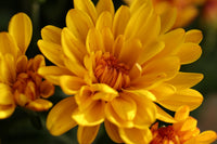 Gelb Chrysantheme Blumensamen zur Aussaat robust Sorte Traditionssorte & ohne Gentechnik Samen Hausgarten