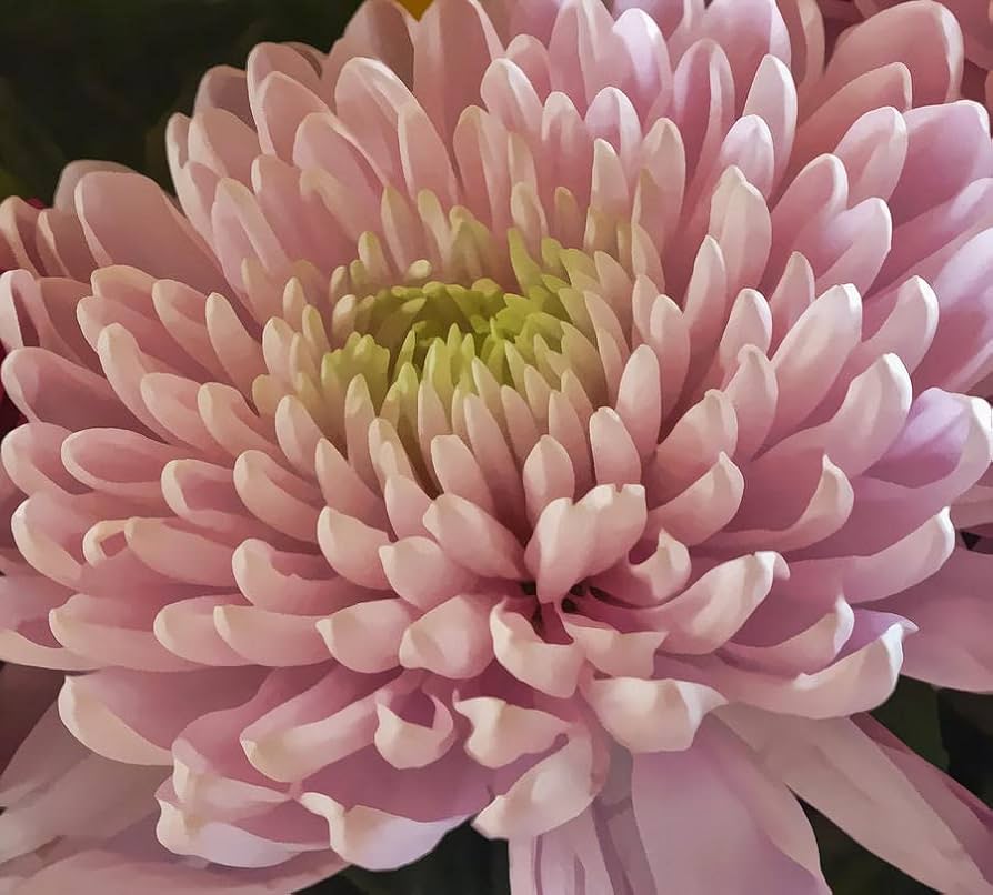Bunch of rosa and gelb chrysanthemum blooms in garten