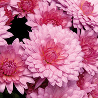 Close-up of light rosa chrysanthemum blume petals