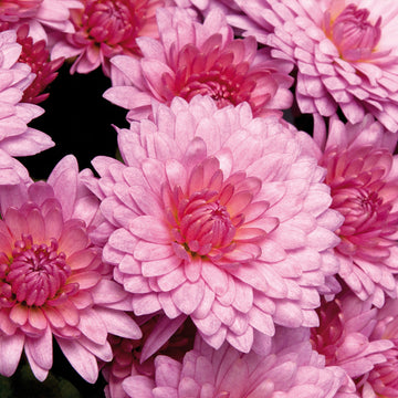 Close-up of light rosa chrysanthemum blume petals