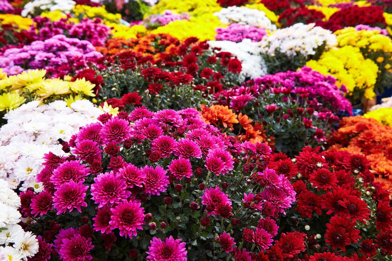Close-up of colorful chrysanthemum petals