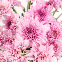 Light rosa chrysanthemum blume samen for anpflanzung