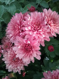 Chrysanthemum pflanzen with soft rosa blooms in a garten bed