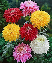 Chrysanthemums wachsend in garten beds