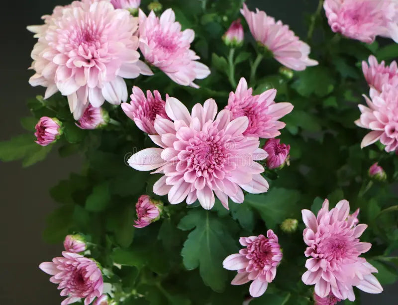 Gelb Rosa Chrysantheme Blumensamen zur Aussaat Schnitt Blume beliebt Traditionssorte & ohne Gentechnik Samen Hausgarten