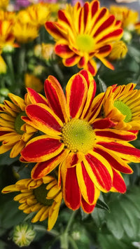 Gelb Rot Chrysantheme Blumensamen zur Aussaat – leuchtend Blüten – Traditionssorte & ohne Gentechnik Samen Hausgarten